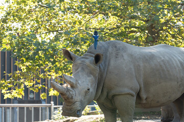 Rhino with an avian friend, under the sunlit canopy, showcasing the harmonious blend of wildlife in...