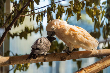 A light-colored parrot appears to nuzzle a grey one on a branch in a bright, natural setting, in this image of avian affection.