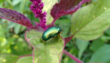 Green beetle on a leaf