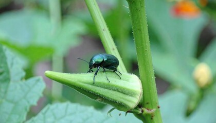 Fototapeta premium Green beetle on okra pod