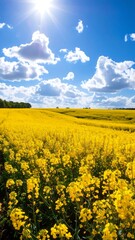 Obraz premium Vast field of bright yellow flowers under a vibrant blue sky
