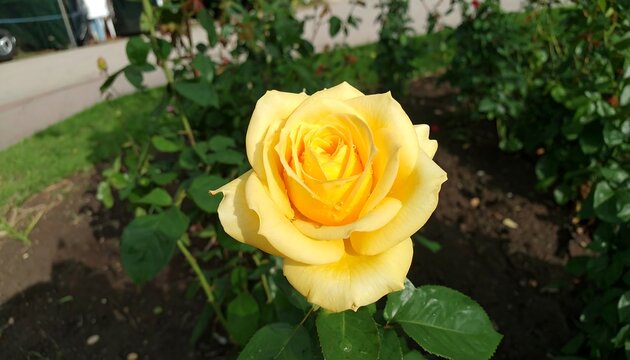 Close-up of a vibrant yellow rose - Powered by Adobe