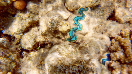 Underwater seascape on the coral reef in Red Sea, Egypt