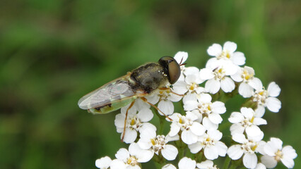 The common green colonel fly (Oplodontha viridula), male on common yarrow flowers