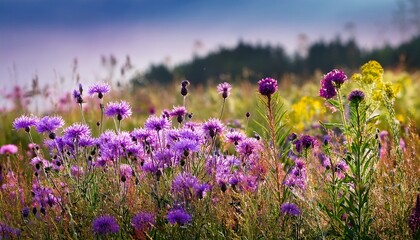 Fototapeta premium The Wildflowers Knapweed Meadow Sage And Purple Loosestrife