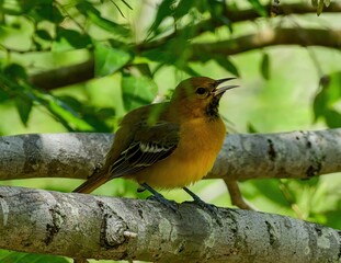Baltimore Oriole perched on a branch