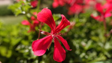Czerwone płatki kwiatów pelargonii © tomo81