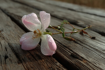 solitary flower adorned with dew drops rests on rough wooden board moment of tranquility