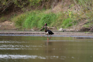 Black stork (Ciconia nigra)  
