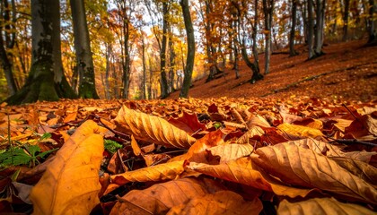 Autumn leaves carpet a forest floor