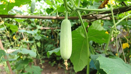 Obraz premium Green cucumber hanging from vine