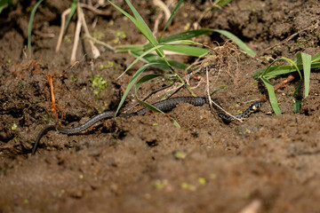 The grass snake (Natrix natrix)