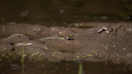 The grass snake (Natrix natrix)