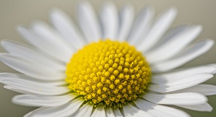 Close up daisy flower macro isolated white petals yellow center