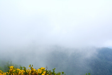A mystical view of  green mountains partially concealed by thick, swirling fog, where glimpses of lush slopes emerge like islands in a sea of mist.