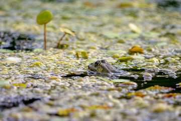 Frog in water 