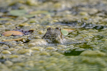 Frog in water 
