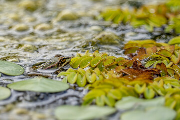 Frog in water 