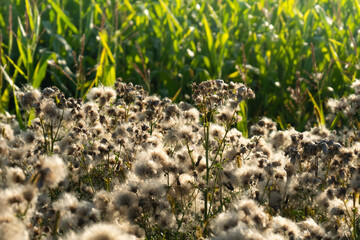 deflorate thistle stalks in a field in early autumn