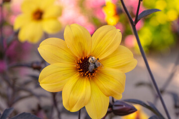 Bee and flower. Close up of a large striped bee collects honey on a yellow flower on a Sunny bright day. Summer and spring backgrounds
