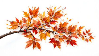 Fototapeta premium Autumn Tree Branch
