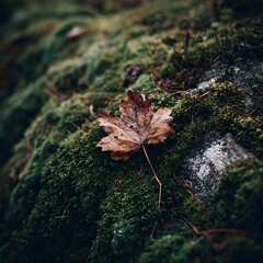 leaves in water