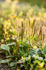Green plantain herb leaves close-up