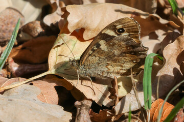Speckled Wood Butterfly On A Fallen Leaf - 241A7052
