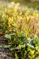 Green plantain herb leaves close-up