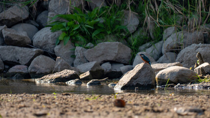 Kingfisher - Alcedo atthis