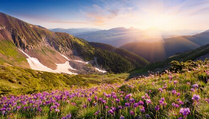 Mountain Wildflowers Mountains Background Stunning Vibrant Scattered Light Panoramic Imagery Deity Spring