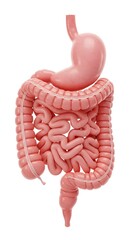 Anatomical model of human digestive system in pink color  