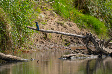 Kingfisher - Alcedo atthis