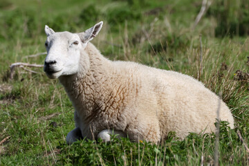 Fototapeta premium Sheep Laying On Grass At Lackford Suffolk B - 241A8019