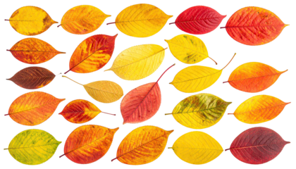 Autumn leaves in a patterned arrangement.  Colorful fall foliage, various shades of orange, red, yellow, and brown,  