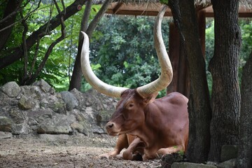 A big bull with big horns sitting in forest, wild life , animal 