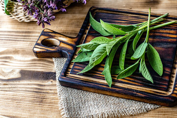 Wild sage herb plant growing outdoors