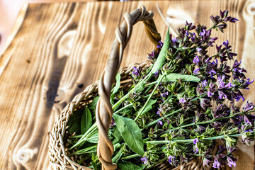 Detailed close-up of green sage leaves