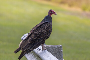Turkey vulture (Cathartes aura)