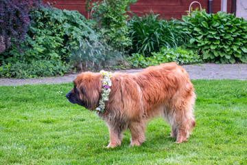Fototapeta premium Dog adorned with floral wreath stands gracefully in lush garden, celebrating folk solstice traditions in vibrant greenery and natural ambiance