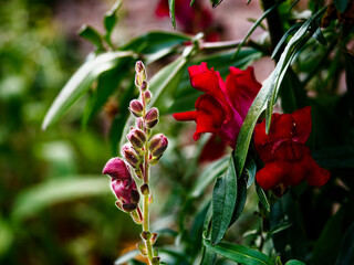 Vibrant Red Snapdragon Flowers in Close-Up