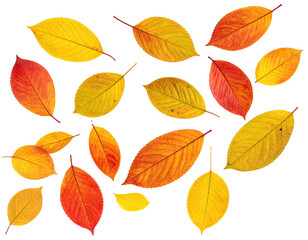 Fototapeta premium Autumn leaves in vibrant hues. A collection of various autumn leaves, orange, yellow, and red, with highlighted edges, against a black background