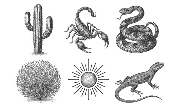 Desert wildlife and flora in vintage engraving style