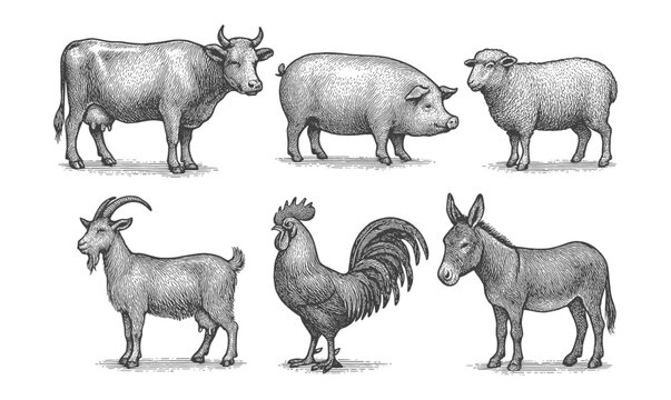 Intricate engraving of farm animals: cow, pig, sheep, goat, rooster, donkey in classic style