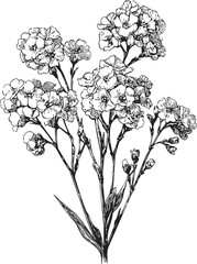 Gypsophila flowers sketch, hand drawn botanical bouquet with delicate blossoms — stock vector