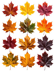Autumn maple leaves in vibrant hues