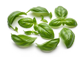 Fototapeta premium Fresh Basil Leaves Culinary Herb Closeup, Isolated on White, Food Photography.