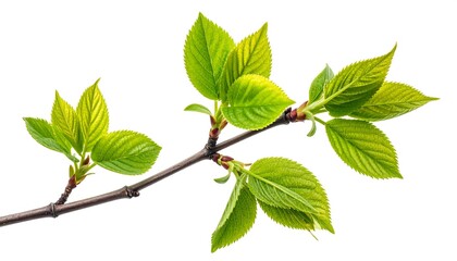 Fototapeta premium Spring branch with new leaves