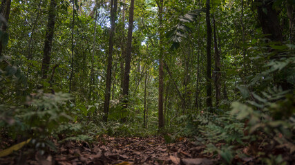 Amazon rainforest in Madre de Dios, near the Tambopata National Reserve, a lush forest full of trees and a path surrounded by biodiversity in the south of Peru