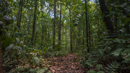 Amazon rainforest in Madre de Dios, near the Tambopata National Reserve, a lush forest full of trees and a path surrounded by biodiversity in the south of Peru
